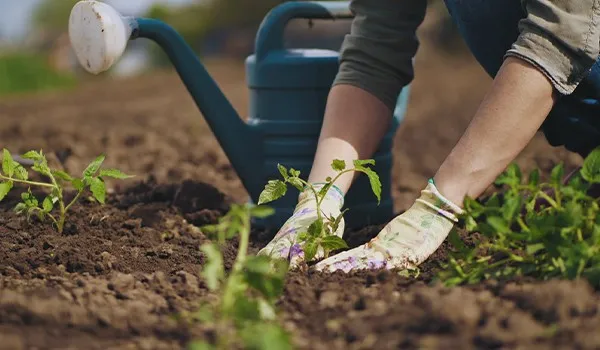 Jardinage et Désinféction