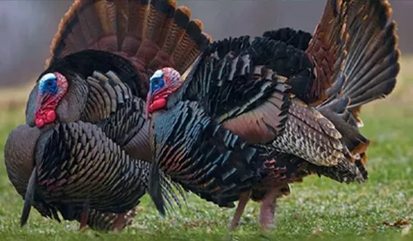 Dindons bio de 5 kg à 7 kg